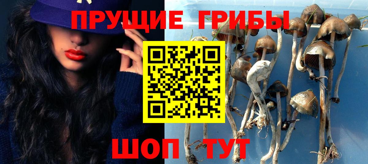 Псилоцибиновые грибы Cubensis  Вход с VPN  Барнаул 